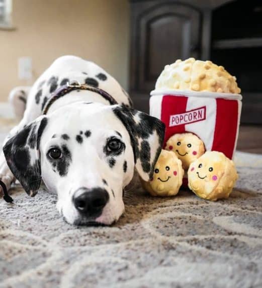 ZippyPaws Zippy Burrow Popcorn Bucket Deze interactieve Popcorn Bucket zet jouw hond mentaal aan het werk. De popcorn in de ZippyPaws Zippy Burrow Popcorn Bucket zijn ideale verstopspeeltjes om je hond lekker bezig te houden. Je voorkomt verveling en zorgt voor mentale uitdaging. De ZippyPaws Zippy Burrow Popcorn Bucket wordt samen met 3 popcornballetjes geleverd. Formaat: 21 x 15 x 15 cm Let op: Er is geen enkel hondenspeelgoed in de wereld wat niet kapot kan. Ondanks de algehele stevigheid van het speelgoed, zou het kapot kunnen gaan. Op hondenspeelgoed zit geen garantie. Kies dus het juiste soort speeltje voor jouw hond zijn kauw- en speelbehoefte. Haal kapotte speeltjes meteen weg en laat jouw hond alleen spelen onder toezicht. ZippyPaws Hondenspeelgoed Hondenspeeltjes van het merk ZippyPaws staan garant voor de allerleukste designs en zijn goed voor urenlang speelplezier. De hondenspeeltjes van ZippyPaws zijn ontworpen door hondenmensen voor honden. En dat zie je aan alles. ZippyPaws Burrows De Zippypaws Burrows zijn zoekspellen voor de hond. In iedere Burrow zitten 3 piepbeestjes verstopt. Speciaal voor honden die niet enthousiast worden van hersenwerkjes met voer zijn de Burrows perfect. Want de beloning is geen voer, maar een klein piepspeeltje. Je kunt de speeltjes zo vaak terug stoppen als je wilt, zodat jouw hond weer op zoek kan! Alle delen van de Zippy Burrows zijn gemaakt van hoogwaardig pluche stof. Daardoor is het niet alleen geschikt als interactief speeltje, maar kan het ook gebruikt worden als knuffelspeeltje. Alle speeltjes in de Burrows bevatten een ronde pieper om je hond extra enthousiast te maken. Interactief hondenspeelgoed bestellen Alle honden hebben speelgoed nodig. Het geeft zowel een mentale- als lichamelijke uitdaging voor je hond! Interactief hondenspeelgoed is niet alleen belangrijk om je hond tevreden te houden en verveling te voorkomen. Het is ook nuttig om problematisch gedrag aan te pakken, zoals destructief kauwen of hinderlijk blaffen. Zippypaws Burrows De Zippypaws Burrows zijn zoekspellen voor de hond. In iedere Burrow zitten 3 piepbeestjes verstopt. Speciaal voor honden die niet enthousiast worden van hersenwerkjes met voer zijn de Burrows perfect. Want de beloning is geen voer, maar een klein piepspeeltje. Je kunt de speeltjes zo vaak terug stoppen als je wilt, zodat jouw hond weer op zoek kan! Alle delen van de Zippy Burrows zijn gemaakt van hoogwaardig pluche stof. Alle speeltjes in de Burrows bevatten een ronde pieper om je hond extra enthousiast te maken. Doordat zowel de Burrow als de speeltjes in de Burrow van pluche zijn gemaakt is het niet alleen geschikt als interactiefspeeltje, maar kan het ook gebruikt worden als knuffelspeeltje. ZippyPaws Donutz Het populairste speeltje van Zippypaws is de Donut. Al in 2017 werd de miljardste donut verkocht. Voor de hond zijn de donut speeltjes helemaal geweldig. Er zitten 2 half ronde piepers in, waardoor het niet uitmaakt waar je in de donut bijt. Piepen doet de Zippypaws Donut altijd! De Donutz bevatten verder geen zachte pluche vulling. Ideaal voor honden die het normaal altijd laten sneeuwen in huis. Bekend van Instagram Als jij honden volgt via Instagram, dan kan het niet missen dat je de ZippyPaws hondenspeeltjes wel eens voorbij hebt zien komen. Niet zo gek want de grappige en interactieve speeltjes zijn perfect voor een geweldige foto samen met jouw hond. Vergeet je A Lot for Doodles niet te taggen op Instagram? ZippyPaws Nederland ZippyPaws hondenspeelgoed komt uit Amerika. Sinds een aantal jaren zijn de speeltjes ook in Nederland verkrijgbaar. Wij van A Lot for Doodles zijn trots dat we ZippyPaws verkopen in onze webshop. Bezoek onze shop en ontdek alle leuke speeltjes van ZippyPaws! ZippyPaws online bestellen De ZippyPaws hondenspeeltjes zijn bij ons online te bestellen. Naast de leuke speeltjes van ZippyPaws kun je ook bij ons terecht voor de merken Huxley & Kent, PawStory, HugSmart, Sodapup, Soos Pets, Cowboy Magic, Bass Brushes, P.L.A.Y., Yakka's & Carniwell. Heb je advies nodig? Neem gerust contact met ons op. We helpen je graag!