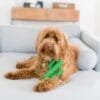 ZippyPaws ZippyTuff Cactus De ZippyPaws ZippyTuff Cactus piept! Deze cactus is gemaakt van flexibel maar duurzaam TPR-materiaal en is leuk om mee te spelen, apporteren en touwtrekken. Niet geschikt voor sterke kauwers Formaat ZippyPaws ZippyTuff Cactus: 17,5 x 11 x 3 cm Let op: Er is geen enkel hondenspeelgoed in de wereld wat niet kapot kan. Ondanks de algehele stevigheid van het speelgoed, zou het kapot kunnen gaan. Op hondenspeelgoed zit geen garantie. Kies dus het juiste soort speeltje voor jouw hond zijn kauw- en speelbehoefte. Haal kapotte speeltjes meteen weg en laat jouw hond alleen spelen onder toezicht. ZippyPaws Hondenspeelgoed Hondenspeeltjes van het merk ZippyPaws staan garant voor de allerleukste designs en zijn goed voor urenlang speelplezier. De hondenspeeltjes van ZippyPaws zijn ontworpen door hondenmensen voor honden. En dat zie je aan alles. ZippyPaws Burrows De Zippypaws Burrows zijn zoekspellen voor de hond. In iedere Burrow zitten 3 piepbeestjes verstopt. Speciaal voor honden die niet enthousiast worden van hersenwerkjes met voer zijn de Burrows perfect. Want de beloning is geen voer, maar een klein piepspeeltje. Je kunt de speeltjes zo vaak terug stoppen als je wilt, zodat jouw hond weer op zoek kan! Alle delen van de Zippy Burrows zijn gemaakt van hoogwaardig pluche stof. Daardoor is het niet alleen geschikt als interactief speeltje, maar kan het ook gebruikt worden als knuffelspeeltje. Alle speeltjes in de Burrows bevatten een ronde pieper om je hond extra enthousiast te maken. Interactief hondenspeelgoed bestellen Alle honden hebben speelgoed nodig. Het geeft zowel een mentale- als lichamelijke uitdaging voor je hond! Interactief hondenspeelgoed is niet alleen belangrijk om je hond tevreden te houden en verveling te voorkomen. Het is ook nuttig om problematisch gedrag aan te pakken, zoals destructief kauwen of hinderlijk blaffen. Zippypaws Burrows De Zippypaws Burrows zijn zoekspellen voor de hond. In iedere Burrow zitten 3 piepbeestjes verstopt. Speciaal voor honden die niet enthousiast worden van hersenwerkjes met voer zijn de Burrows perfect. Want de beloning is geen voer, maar een klein piepspeeltje. Je kunt de speeltjes zo vaak terug stoppen als je wilt, zodat jouw hond weer op zoek kan! Alle delen van de Zippy Burrows zijn gemaakt van hoogwaardig pluche stof. Alle speeltjes in de Burrows bevatten een ronde pieper om je hond extra enthousiast te maken. Doordat zowel de Burrow als de speeltjes in de Burrow van pluche zijn gemaakt is het niet alleen geschikt als interactiefspeeltje, maar kan het ook gebruikt worden als knuffelspeeltje. ZippyPaws Donutz Het populairste speeltje van Zippypaws is de Donut. Al in 2017 werd de miljardste donut verkocht. Voor de hond zijn de donut speeltjes helemaal geweldig. Er zitten 2 half ronde piepers in, waardoor het niet uitmaakt waar je in de donut bijt. Piepen doet de Zippypaws Donut altijd! De Donutz bevatten verder geen zachte pluche vulling. Ideaal voor honden die het normaal altijd laten sneeuwen in huis. Bekend van Instagram Als jij honden volgt via Instagram, dan kan het niet missen dat je de ZippyPaws hondenspeeltjes wel eens voorbij hebt zien komen. Niet zo gek want de grappige en interactieve speeltjes zijn perfect voor een geweldige foto samen met jouw hond. Vergeet je A Lot for Doodles niet te taggen op Instagram? ZippyPaws Nederland ZippyPaws hondenspeelgoed komt uit Amerika. Sinds een aantal jaren zijn de speeltjes ook in Nederland verkrijgbaar. Wij van A Lot for Doodles zijn trots dat we ZippyPaws verkopen in onze webshop. Bezoek onze shop en ontdek alle leuke speeltjes van ZippyPaws! ZippyPaws online bestellen De ZippyPaws hondenspeeltjes zijn bij ons online te bestellen. Naast de leuke speeltjes van ZippyPaws kun je ook bij ons terecht voor de merken Huxley & Kent, PawStory, HugSmart, Sodapup, Soos Pets, Cowboy Magic, Bass Brushes, P.L.A.Y., Yakka's & Carniwell. Heb je advies nodig? Neem gerust contact met ons op. We helpen je graag!