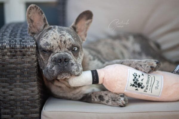 PawStory Rosé Geniet samen met jouw hond van een glas rosé, samen chique blijven. Proosten met jouw hond was nog nooit zo leuk! Afmeting Rosé fles: 7 cm x 32 cm Materiaal Rosé fles: 99% polyester, 1% kunststof (pieper). Let op, niet geschikt om op te kauwen. Let op: Er is geen enkel hondenspeelgoed in de wereld wat niet kapot kan. Ondanks de dubbele stiksels, dubbele laag stof aan de buitenkant en de algehele stevigheid van het speelgoed, zou het kapot kunnen gaan. Op hondenspeelgoed zit geen garantie.Kies dus het juiste soort speeltje voor jouw hond zijn kauw- en speelbehoefte. Haal kapotte speeltjes meteen weg en laat jouw hond alleen spelen onder toezicht. Over PawStory Hondenspeelgoed PawStory is een jong en dynamisch bedrijf gespecialiseerd in hondenspeelgoed en opgericht in 2021. Ze hebben oog voor mooi design en actuele trends. Ze ontwerpen originele en grappige hondenspeeltjes van goede kwaliteit. PawStory dogtoys Bij PawStory laten ze de hondenspeeltjes produceren bij een hondenspeelgoed fabrikant die al meer dan 20 jaar actief is voor grote merken. PawStory Hondenspeelgoed Het is de missie van PawStory om steeds kleine collecties uit te brengen, zodat ze kunnen inspelen op actuele trends om zo hun collectie te kunnen verbreden. Bij A Lot for Doodles vind je alle collecties van Pawstory. Bekend van Instagram Als jij honden volgt via Instagram, dan kan het niet missen dat je de PawStory hondenspeeltjes wel eens voorbij hebt zien komen. Niet zo gek want de grappige speeltjes zijn perfect voor een geweldige foto samen met jouw hond. Vergeet je A Lot for Doodles niet te taggen op Instagram? Bestel Pawstory hondenspeeltjes bij A Lot for Doodles Bestel je PawStory hondenspeelgoed eenvoudig bij A Lot for Doodles. Of je nu een lief en schattig knuffeltje zoekt of een grappige, ondeugende speelkameraad voor je hond, je slaagt zeker weten met het ruime assortiment wat uit voorraad leverbaar is. Heb je vragen over onze producten of advies nodig wat je het beste kunt bestellen? Neem gerust contact met ons op, we helpen je graag verder.