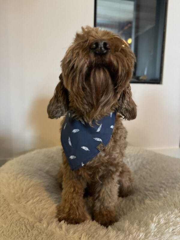 Bandana Blue Feather Met deze Bandana Blue Feather van A Lot for Doodles ziet jouw hond er uit om door een ringetje te halen. De bandana is handgemaakt en van 100% katoen. De Bandana is door de driehoekige vorm gemakkelijk te knopen een aan te passen in elke gewenste grootte. De bandana is geschikt voor zowel kleine als grote honden met een nekomtrek van maximaal 50 cm. Voor kleine honden kun je de bandana aan de bovenzijde een paar keer omvouwen, zodat hij als gegoten zit :) Productspecificatie Blue Feather Materiaal: Katoen Vorm: Driehoek, aan beide zijden bedrukt. Kleur: Zwart met wit Merk: Handmade by A Lot for Doodles Maat: Nekomtrek maximaal 50 cm Wasvoorschrift: 30 graden Pinwheels, Bow Tie's en Bandana's voor honden kopen Bij A Lot for Doodles vind je een mooie selectie aan pinwheels, strikjes en bandana's voor honden. Zo kan elke hond goed gestyled de straat op Bandana's en strikjes voor honden Kleding maakt de hond. De Bandana's van A Lot for Doodles of de  strikjes en bandana's van Huxley and Kent zijn een echte eyecather. Jouw hond ziet er met de Banda's van A Lot for Doodles uit om door een ringetje te halen. De bandana's hebben verschillende designs zodat er altijd wel een passende bandana te vinden is voor jouw hond. Bekend van Instagram Als jij honden volgt via Instagram, dan kan het niet missen dat je wel eens de mooiste bandana's, strikjes en pinwheels voorbij hebt zien komen. Niet zo gek want de bandana's & strikjes zijn perfect voor een geweldige foto van jouw hond. Vergeet je A Lot for Doodles niet te taggen op Instagram? Bestel Bandana's en strikjes voor honden bij A Lot for Doodles Bestel je bandana's en strikjes voor jouw hond eenvoudig bij A Lot for Doodles. Of je nu een burberry design strik zoekt of een vrolijke bandana, met ons ruime assortiment wat uit voorraad leverbaar is zit er altijd een passende bandana of strik tussen. Ook voor het leukste (interactieve) hondenspeelgoed, shampoo's voor honden en lekkere hondensnacks kun je bij ons terecht. Heb je vragen over onze producten of advies nodig wat je het beste kunt bestellen? Neem gerust contact met ons op, we helpen je graag verder.