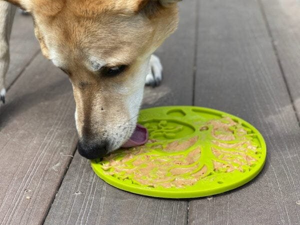 Sodapup Lickmat Tree of Life Eten of snacken wordt nog leuker met de Sodapup Lickmat Tree of Life. De leuke likmat met het motief van een boom heeft zuignappen aan de achterkant en is perfect te gebruiken als je hond in bad moet. In bad gaan wordt een heel nieuwe ervaring als jouw hond zijn favoriete snack in deze lickmat krijgt. Het likken heeft een kalmerend effect op de hond, het helpt mee aan een frisse adem en gezonde tanden en houdt je hond bezig. De sodapup Lickmat Tree of Life is de perfecte lickmat! Je kunt de hond zijn gehele maaltijd in een lickmat geven, je hond zal langzamer eten en niet meer kunnen schrokken. Het is natuurlijk ook mogelijk om de lickmat als beloning te geven. Wat kan er allemaal in de lickmat? Er kan bijvoorbeeld yoghurt of pindakaas in of vers vlees / natvoer voor honden. Let op: een lickmat is geen kauwspeeltje, geef de lickmat altijd onder toezicht en neem hem af als je hond erop wil kauwen. Onderhoud: Dit speeltje kan in de vaatwasser in het bovenste rek en is ook eenvoudig te reinigen met warm water. Formaat: ø 20cm Geschikt voor alle honden Over Sodapup Hondenspeelgoed Weer een geweldig merk hondenspeeltjes uit Amerika. SodaPup maakt lickmatten, hondenspeelgoed voor sterke kauwers en speelgoed wat je kunt vullen met voer of snacks. Alle speeltjes van SodaPup worden gemaakt van sterk materiaal zonder weekmakers. Sterk hondenspeelgoed Voor sterk hondenspeelgoed ben je vaak beperkt tot een aantal merken en dan nog weten sommige honden alle speeltjes kapot te maken. SodaPup is uitgebreid getest door sterke kauwers en steeds goedgekeurd. Hoewel er altijd honden zullen blijven die echt alles kapot maken. Door het sterke rubber zonder weekmakers en andere ongewenste stoffen kan jouw hond naar hartenlust kauwen en kluiven op de speeltjes. Sodapup LickMat De meeste sterke hondenspeeltjes van SodaPup zijn ook geschikt om snoepjes of voer in te verstoppen. De Lickmatten van SodaPup zijn weer helemaal anders. Hier kun je jouw hond bijvoorbeeld blikvoer of yoghurt op geven. Je maakt en heerlijke traktatie voor jouw hond op de SodaPup Lickmat en jouw hond kan zich even heerlijk vermaken. Het likken aan de mat is rustgevend. Ook kun je de mat vullen en dan invriezen. Hondenspeeltjes tegen verveling Alle SodaPup speeltjes hebben wel een manier waarop je er snoepjes, snackjes of blikvoer in kan verstoppen. Deze verrijkingsspeeltjes houden jouw hond lekker bezig en helpen tegen verveling. Het kauwen, likken en lekkers vinden en eten werken allemaal rustgevend. Ook is jouw hond aan het puzzelen om het lekkers te bemachtigen. Hierdoor is jouw hond mentaal uitgedaagd en voldaan. Voor de hondenspeeltjes tegen verveling zijn de beloningssnoepjes heel handig om ze mee te vullen. Hondenspeelgoed zonder weekmakers Alle speeltjes van SodaPup worden in Amerika gemaakt, niet in China. Hierdoor kunnen ze het hele productieproces van A tot Z zelf inregelen en controleren. Ze maken alleen gebruik van natuurrubber en ze maken geen gebruik van weekmakers of andere ongewenste stoffen. De speeltje ruiken niet, zijn sterk en zijn veilig om op te kauwen. Er komen geen ongewenste stoffen vrij omdat deze er ook niet in zitten. SodaPup bestellen SodaPup is al jaren een bekend merk hondenspeelgoed in Amerika. Gelukkig kun je SodaPup nu ook eenvoudig in Nederland bestellen bij de leukste webshop voor honden: A Lot for Doodles. Naast de speeltjes van SodaPup hebben we ook een uitgebreid assortiment natuurlijke snacks voor honden en groot assortiment interactief hondenspeelgoed Bekend van Instagram Als jij honden volgt via Instagram, dan kan het niet missen dat je de SodaPup hondenspeeltjes en likmatten wel eens voorbij hebt zien komen. Niet zo gek want de grappige speeltjes een mooie likmatten zijn perfect voor een geweldige foto samen met jouw hond. Vergeet je A Lot for Doodles niet te taggen op Instagram?