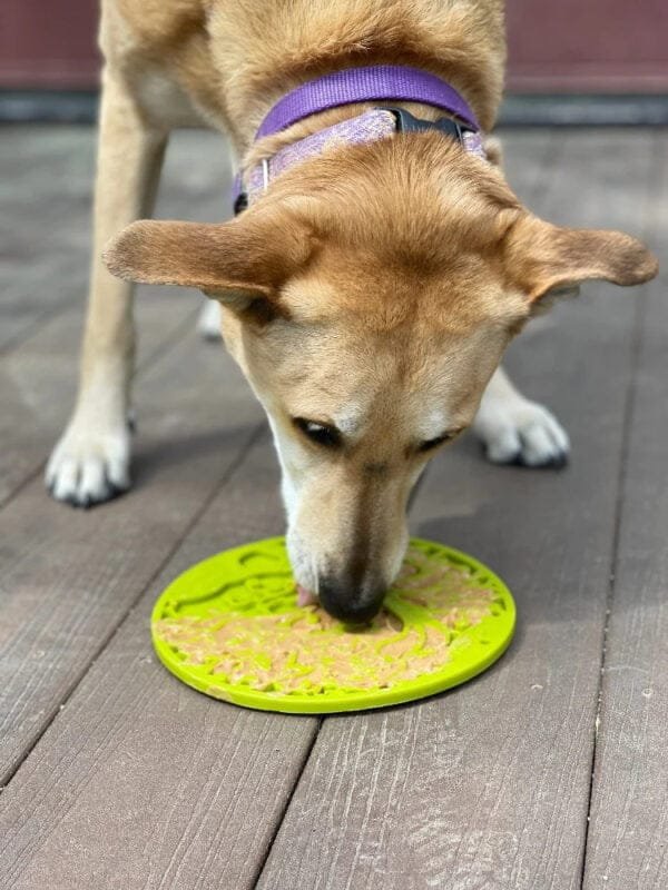 Sodapup Lickmat Tree of Life Eten of snacken wordt nog leuker met de Sodapup Lickmat Tree of Life. De leuke likmat met het motief van een boom heeft zuignappen aan de achterkant en is perfect te gebruiken als je hond in bad moet. In bad gaan wordt een heel nieuwe ervaring als jouw hond zijn favoriete snack in deze lickmat krijgt. Het likken heeft een kalmerend effect op de hond, het helpt mee aan een frisse adem en gezonde tanden en houdt je hond bezig. De sodapup Lickmat Tree of Life is de perfecte lickmat! Je kunt de hond zijn gehele maaltijd in een lickmat geven, je hond zal langzamer eten en niet meer kunnen schrokken. Het is natuurlijk ook mogelijk om de lickmat als beloning te geven. Wat kan er allemaal in de lickmat? Er kan bijvoorbeeld yoghurt of pindakaas in of vers vlees / natvoer voor honden. Let op: een lickmat is geen kauwspeeltje, geef de lickmat altijd onder toezicht en neem hem af als je hond erop wil kauwen. Onderhoud: Dit speeltje kan in de vaatwasser in het bovenste rek en is ook eenvoudig te reinigen met warm water. Formaat: ø 20cm Geschikt voor alle honden Over Sodapup Hondenspeelgoed Weer een geweldig merk hondenspeeltjes uit Amerika. SodaPup maakt lickmatten, hondenspeelgoed voor sterke kauwers en speelgoed wat je kunt vullen met voer of snacks. Alle speeltjes van SodaPup worden gemaakt van sterk materiaal zonder weekmakers. Sterk hondenspeelgoed Voor sterk hondenspeelgoed ben je vaak beperkt tot een aantal merken en dan nog weten sommige honden alle speeltjes kapot te maken. SodaPup is uitgebreid getest door sterke kauwers en steeds goedgekeurd. Hoewel er altijd honden zullen blijven die echt alles kapot maken. Door het sterke rubber zonder weekmakers en andere ongewenste stoffen kan jouw hond naar hartenlust kauwen en kluiven op de speeltjes. Sodapup LickMat De meeste sterke hondenspeeltjes van SodaPup zijn ook geschikt om snoepjes of voer in te verstoppen. De Lickmatten van SodaPup zijn weer helemaal anders. Hier kun je jouw hond bijvoorbeeld blikvoer of yoghurt op geven. Je maakt en heerlijke traktatie voor jouw hond op de SodaPup Lickmat en jouw hond kan zich even heerlijk vermaken. Het likken aan de mat is rustgevend. Ook kun je de mat vullen en dan invriezen. Hondenspeeltjes tegen verveling Alle SodaPup speeltjes hebben wel een manier waarop je er snoepjes, snackjes of blikvoer in kan verstoppen. Deze verrijkingsspeeltjes houden jouw hond lekker bezig en helpen tegen verveling. Het kauwen, likken en lekkers vinden en eten werken allemaal rustgevend. Ook is jouw hond aan het puzzelen om het lekkers te bemachtigen. Hierdoor is jouw hond mentaal uitgedaagd en voldaan. Voor de hondenspeeltjes tegen verveling zijn de beloningssnoepjes heel handig om ze mee te vullen. Hondenspeelgoed zonder weekmakers Alle speeltjes van SodaPup worden in Amerika gemaakt, niet in China. Hierdoor kunnen ze het hele productieproces van A tot Z zelf inregelen en controleren. Ze maken alleen gebruik van natuurrubber en ze maken geen gebruik van weekmakers of andere ongewenste stoffen. De speeltje ruiken niet, zijn sterk en zijn veilig om op te kauwen. Er komen geen ongewenste stoffen vrij omdat deze er ook niet in zitten. SodaPup bestellen SodaPup is al jaren een bekend merk hondenspeelgoed in Amerika. Gelukkig kun je SodaPup nu ook eenvoudig in Nederland bestellen bij de leukste webshop voor honden: A Lot for Doodles. Naast de speeltjes van SodaPup hebben we ook een uitgebreid assortiment natuurlijke snacks voor honden en groot assortiment interactief hondenspeelgoed Bekend van Instagram Als jij honden volgt via Instagram, dan kan het niet missen dat je de SodaPup hondenspeeltjes en likmatten wel eens voorbij hebt zien komen. Niet zo gek want de grappige speeltjes een mooie likmatten zijn perfect voor een geweldige foto samen met jouw hond. Vergeet je A Lot for Doodles niet te taggen op Instagram?