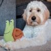 Injoya Snail Rollup snuffelspeelgoed voor de hond Maximaal speel- en snuffelplezier met deze snuffelslak! De Injoya Snail Rollup Snuffle Toy is niet alleen een super leuk hondenspeeltje, maar stimuleert ook nog eens de hersenen en zintuigen van jouw hond! Deze snuffelslak is een zacht pluche speeltje met verschillende verstopplekken voor lekkers. Jouw hond kan aan de slag om de slak helemaal leeg te eten. Is de slak opgerold, dan kun je snoepjes verstoppen tussen het opgerolde huisje. Eenmaal uitgerold zitten er over de hele lengte van de slak extra verstopplekken. Jouw hond kan dus maximaal spelen, snuffelen, zoeken en snoepen. De Injoya Snail Rollup snuffelspeelgoed gaat verveling tegen en zet jouw hond mentaal aan het werk. Honden willen het liefste werken voor hun voer. Een goede manier om dat te doen is door brokjes te verstoppen in een snuffelspeeltje. Op die manier eten ze ook automatisch langzamer, wat weer beter is voor de spijsvertering. Snuffelspeelgoed stimuleert de zintuigen en de hersenen van de hond. Daarnaast werkt snuffelen en zoeken naar brokjes ontspannend en geeft het jouw hond voldoening. Tip: verstop de heerlijke snacks van Carniwell in deze leuke koop, en snuffelen maar! Formaat Injoya Snail Rollup Snuffle Toy: 22 x 14 x 7,5 cm. Gemaakt van vilt en pluche en geschikt voor honden van alle leeftijden. Machine wasbaar op 30 graden. Hoe te gebruiken: Verwijder alle verpakking voor het gebruik. Deze grappige snuffelslak van Injoya is een zacht pluche speeltje met verstopplekken voor lekkers. Het snuffelen en werken voor voer werkt ontspannend. Met snuffelspeeltjes speel je samen met jouw hond. Jij vult het speeltje, jouw hond gaat op zoek en jij helpt waar nodig. Laat jouw hond niet gefrustreerd raken en laat jouw hond op kalme wijze zoeken naar snacks. Gebruik de Injoya Snail Rollup voor interactieve speeltijd. Is het klaar? Dan haal je speeltje weg en berg je deze op voor een volgende keer.   Het speeltje is niet gemaakt om op te kauwen of aan te trekken. Niet onbeheerd in een bench of kamer achterlaten. Beschadigde of kapotte snuffelspeeltjes weghalen en vervangen. Injoya Hondenspeelgoed Maak kennis met Injoya, het merk dat staat voor kwaliteit, innovatie en eindeloos speelplezier voor uw hond! Injoya hondenspeelgoed is speciaal ontworpen om honden fysiek én mentaal te stimuleren. Van uitdagende snuffelmatten tot interactieve puzzelspeeltjes – elk product van Injoya is gemaakt met oog voor detail en gericht op het vervullen van de natuurlijke instincten van jouw hond. Mentale stimulatie voor honden De interactieve speeltjes van Injoya helpen honden mentaal scherp te blijven door ze uit te dagen en hun probleemoplossende vaardigheden te verbeteren. Het speelgoed is ontworpen om te voldoen aan het natuurlijke speur- en jaaginstinct van jouw hond, wat zorgt voor een voldaan en tevreden gevoel. Snuffelspeelgoed  Het speelgoed van Injoya biedt niet alleen fysiek vermaak, maar stimuleert ook de hersenen van uw hond. Interactieve speeltjes, zoals snuffelmatten en puzzels, dagen uw hond uit om te zoeken, te ruiken en oplossingen te vinden. Dit zorgt voor een voldane en tevreden hond. Natuurlijke Instincten Bevorderen Honden hebben van nature de behoefte om te snuffelen, jagen en problemen op te lossen. Het speelgoed van Injoya speelt perfect in op deze instincten. Zo help je jouw hond op een leuke manier zijn energie kwijt te raken en verveling te voorkomen. Snuffelmat voor honden De snuffelmatten van Injoya zijn ontworpen om de natuurlijke speurinstincten van honden te stimuleren en verveling tegen te gaan. Deze innovatieve matten bieden uw hond niet alleen eindeloos speelplezier, maar ook een waardevolle mentale uitdaging. Door snoepjes of brokjes in de mat te verstoppen, wordt jouw hond gestimuleerd om zijn neus en hersenen te gebruiken om het lekkers te vinden. Dit maakt snuffelmatten een ideaal hulpmiddel voor mentale stimulatie en gedragsverbetering. Populaire Injoya hondenspeelgoed bij A Lot for Doodles Bij A Lot for Doodles vind je een ruim assortiment aan hondenspeelgoed van Injoya. Bijvoorbeeld de Injoya snuffelmatten; ideaal voor het bevorderen van het zoekgedrag en mentale uitdaging. Injoya snuffelspeelgoed; voor honden die van een uitdaging houden en graag met hun pootjes of neus problemen oplossen. Carniwell Hondensnacks De speeltjes van Injoya zijn nog leuker als je er snacks in verstopt! Bij de leukste shop voor jouw hond vind je naast hondenspeelgoed ook overheerlijke natuurlijke snacks. Met het grote assortiment aan onweerstaanbare hypoallergene hondensnacks shop je alles voor een perfecte snuffel pawty! Hypoallergene hondensnacks Bij A Lot for Doodles vind je een ruim assortiment aan natuurlijke hypoallergene snacks van Carniwell. Met deze heerlijke hondensnacks krijg je alles gedaan! Ideaal voor bij de hondentraining of lekker als tussendoortje! De Carniwell snacks zijn een onweerstaanbare en natuurlijke beloning om je hond te motiveren. De snacks zijn graanvrij, er wordt niets aan toegevoegd en bevatten bovendien één eiwitbron. Hierdoor zijn de Carniwell snacks ook geschikt voor honden met allergieën, voedselintoleranties en voor honden die op dieet zijn. Bestel Carniwell snacks bij A Lot for Doodles Bestel je snuffelmatten en het snuffelspeelgoed van Injoya  eenvoudig bij A Lot for Doodles. Heb je vragen over onze producten of advies nodig wat je het beste kunt bestellen? Neem gerust contact met ons op, we helpen je graag verder.