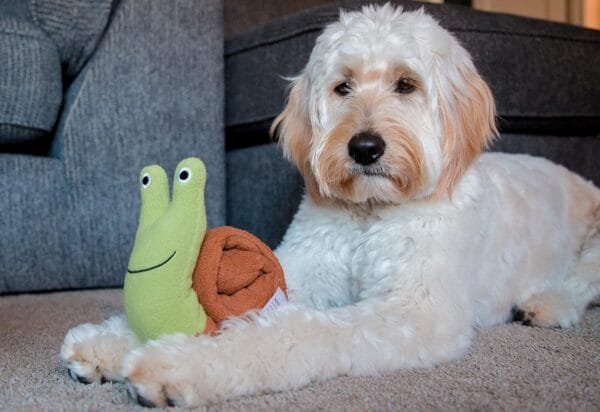 Injoya Snail Rollup snuffelspeelgoed voor de hond Maximaal speel- en snuffelplezier met deze snuffelslak! De Injoya Snail Rollup Snuffle Toy is niet alleen een super leuk hondenspeeltje, maar stimuleert ook nog eens de hersenen en zintuigen van jouw hond! Deze snuffelslak is een zacht pluche speeltje met verschillende verstopplekken voor lekkers. Jouw hond kan aan de slag om de slak helemaal leeg te eten. Is de slak opgerold, dan kun je snoepjes verstoppen tussen het opgerolde huisje. Eenmaal uitgerold zitten er over de hele lengte van de slak extra verstopplekken. Jouw hond kan dus maximaal spelen, snuffelen, zoeken en snoepen. De Injoya Snail Rollup snuffelspeelgoed gaat verveling tegen en zet jouw hond mentaal aan het werk. Honden willen het liefste werken voor hun voer. Een goede manier om dat te doen is door brokjes te verstoppen in een snuffelspeeltje. Op die manier eten ze ook automatisch langzamer, wat weer beter is voor de spijsvertering. Snuffelspeelgoed stimuleert de zintuigen en de hersenen van de hond. Daarnaast werkt snuffelen en zoeken naar brokjes ontspannend en geeft het jouw hond voldoening. Tip: verstop de heerlijke snacks van Carniwell in deze leuke koop, en snuffelen maar! Formaat Injoya Snail Rollup Snuffle Toy: 22 x 14 x 7,5 cm. Gemaakt van vilt en pluche en geschikt voor honden van alle leeftijden. Machine wasbaar op 30 graden. Hoe te gebruiken: Verwijder alle verpakking voor het gebruik. Deze grappige snuffelslak van Injoya is een zacht pluche speeltje met verstopplekken voor lekkers. Het snuffelen en werken voor voer werkt ontspannend. Met snuffelspeeltjes speel je samen met jouw hond. Jij vult het speeltje, jouw hond gaat op zoek en jij helpt waar nodig. Laat jouw hond niet gefrustreerd raken en laat jouw hond op kalme wijze zoeken naar snacks. Gebruik de Injoya Snail Rollup voor interactieve speeltijd. Is het klaar? Dan haal je speeltje weg en berg je deze op voor een volgende keer.   Het speeltje is niet gemaakt om op te kauwen of aan te trekken. Niet onbeheerd in een bench of kamer achterlaten. Beschadigde of kapotte snuffelspeeltjes weghalen en vervangen. Injoya Hondenspeelgoed Maak kennis met Injoya, het merk dat staat voor kwaliteit, innovatie en eindeloos speelplezier voor uw hond! Injoya hondenspeelgoed is speciaal ontworpen om honden fysiek én mentaal te stimuleren. Van uitdagende snuffelmatten tot interactieve puzzelspeeltjes – elk product van Injoya is gemaakt met oog voor detail en gericht op het vervullen van de natuurlijke instincten van jouw hond. Mentale stimulatie voor honden De interactieve speeltjes van Injoya helpen honden mentaal scherp te blijven door ze uit te dagen en hun probleemoplossende vaardigheden te verbeteren. Het speelgoed is ontworpen om te voldoen aan het natuurlijke speur- en jaaginstinct van jouw hond, wat zorgt voor een voldaan en tevreden gevoel. Snuffelspeelgoed  Het speelgoed van Injoya biedt niet alleen fysiek vermaak, maar stimuleert ook de hersenen van uw hond. Interactieve speeltjes, zoals snuffelmatten en puzzels, dagen uw hond uit om te zoeken, te ruiken en oplossingen te vinden. Dit zorgt voor een voldane en tevreden hond. Natuurlijke Instincten Bevorderen Honden hebben van nature de behoefte om te snuffelen, jagen en problemen op te lossen. Het speelgoed van Injoya speelt perfect in op deze instincten. Zo help je jouw hond op een leuke manier zijn energie kwijt te raken en verveling te voorkomen. Snuffelmat voor honden De snuffelmatten van Injoya zijn ontworpen om de natuurlijke speurinstincten van honden te stimuleren en verveling tegen te gaan. Deze innovatieve matten bieden uw hond niet alleen eindeloos speelplezier, maar ook een waardevolle mentale uitdaging. Door snoepjes of brokjes in de mat te verstoppen, wordt jouw hond gestimuleerd om zijn neus en hersenen te gebruiken om het lekkers te vinden. Dit maakt snuffelmatten een ideaal hulpmiddel voor mentale stimulatie en gedragsverbetering. Populaire Injoya hondenspeelgoed bij A Lot for Doodles Bij A Lot for Doodles vind je een ruim assortiment aan hondenspeelgoed van Injoya. Bijvoorbeeld de Injoya snuffelmatten; ideaal voor het bevorderen van het zoekgedrag en mentale uitdaging. Injoya snuffelspeelgoed; voor honden die van een uitdaging houden en graag met hun pootjes of neus problemen oplossen. Carniwell Hondensnacks De speeltjes van Injoya zijn nog leuker als je er snacks in verstopt! Bij de leukste shop voor jouw hond vind je naast hondenspeelgoed ook overheerlijke natuurlijke snacks. Met het grote assortiment aan onweerstaanbare hypoallergene hondensnacks shop je alles voor een perfecte snuffel pawty! Hypoallergene hondensnacks Bij A Lot for Doodles vind je een ruim assortiment aan natuurlijke hypoallergene snacks van Carniwell. Met deze heerlijke hondensnacks krijg je alles gedaan! Ideaal voor bij de hondentraining of lekker als tussendoortje! De Carniwell snacks zijn een onweerstaanbare en natuurlijke beloning om je hond te motiveren. De snacks zijn graanvrij, er wordt niets aan toegevoegd en bevatten bovendien één eiwitbron. Hierdoor zijn de Carniwell snacks ook geschikt voor honden met allergieën, voedselintoleranties en voor honden die op dieet zijn. Bestel Carniwell snacks bij A Lot for Doodles Bestel je snuffelmatten en het snuffelspeelgoed van Injoya  eenvoudig bij A Lot for Doodles. Heb je vragen over onze producten of advies nodig wat je het beste kunt bestellen? Neem gerust contact met ons op, we helpen je graag verder.