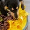 Injoya Sunflower honden snuffelmat Stimuleert de hersenen en zintuigen van jouw hond met deze avocado snuffelmat! De Injoya Sunflower Snuffle Mat is een grote vrolijke snuffelmat, in de vorm van een zonnebloem, waarin je snoepjes kunt verstoppen. Verstop de snoepjes of brokjes tussen de stroken van de mat en jouw hond kan gaan snuffelen. Deze mat zit boordevol met verstopplekken, kortom; een spannende en uitdagende snuffelmat. Honden willen het liefste werken voor hun voer. Een goede manier om dat te doen is door brokjes te verstoppen in een snuffelspeeltje. Op die manier eten ze ook automatisch langzamer, wat weer beter is voor de spijsvertering. Door de grote maat is dit snuffelkleed geschikt voor alle honden, van klein tot groot. Snuffelen en zoeken naar voer is voor honden een ontspannende bezigheid. Ze kunnen zich focussen op 1 taak; snacks zoeken. Het snuffelen en werken voor voer is voor honden natuurlijk gedrag. Na het snuffelen zijn ze voldaan en ontspannen. Tijd voor een pawernap ;)  Tip: verstop de heerlijke snacks van Carniwell in deze leuke snuffelmat, en snuffelen maar! Formaat Injoya Sunflower Snuffle Mat: 48 x 48 x 3 cm. Geschikt voor honden van alle leeftijden. Machine wasbaar op 30 graden. Hoe te gebruiken: Verwijder alle verpakking voor het gebruik. Gebruik de Injoya Sunflower Snuffle Mat voor interactieve speeltijd. Met snuffelspeeltjes speel je samen met jouw hond. Jij verstopt de snacks in het snuffelkleed, jouw hond gaat op zoek en jij helpt waar nodig. Laat jouw hond niet gefrustreerd raken en laat jouw hond op kalme wijze zoeken naar de snackies. Haal het kleed na iedere snuffelsessie weg en berg je het op voor de volgende keer. Het speeltje is niet gemaakt om op te kauwen of aan te trekken. Niet onbeheerd in een bench of kamer achterlaten. Beschadigde of kapotte snuffelspeeltjes weghalen en vervangen. Injoya Hondenspeelgoed Maak kennis met Injoya, het merk dat staat voor kwaliteit, innovatie en eindeloos speelplezier voor uw hond! Injoya hondenspeelgoed is speciaal ontworpen om honden fysiek én mentaal te stimuleren. Van uitdagende snuffelmatten tot interactieve puzzelspeeltjes – elk product van Injoya is gemaakt met oog voor detail en gericht op het vervullen van de natuurlijke instincten van jouw hond. Mentale stimulatie voor honden De interactieve speeltjes van Injoya helpen honden mentaal scherp te blijven door ze uit te dagen en hun probleemoplossende vaardigheden te verbeteren. Het speelgoed is ontworpen om te voldoen aan het natuurlijke speur- en jaaginstinct van jouw hond, wat zorgt voor een voldaan en tevreden gevoel. Snuffelspeelgoed  Het speelgoed van Injoya biedt niet alleen fysiek vermaak, maar stimuleert ook de hersenen van uw hond. Interactieve speeltjes, zoals snuffelmatten en puzzels, dagen uw hond uit om te zoeken, te ruiken en oplossingen te vinden. Dit zorgt voor een voldane en tevreden hond. Natuurlijke Instincten Bevorderen Honden hebben van nature de behoefte om te snuffelen, jagen en problemen op te lossen. Het speelgoed van Injoya speelt perfect in op deze instincten. Zo help je jouw hond op een leuke manier zijn energie kwijt te raken en verveling te voorkomen. Snuffelmat voor honden De snuffelmatten van Injoya zijn ontworpen om de natuurlijke speurinstincten van honden te stimuleren en verveling tegen te gaan. Deze innovatieve matten bieden uw hond niet alleen eindeloos speelplezier, maar ook een waardevolle mentale uitdaging. Door snoepjes of brokjes in de mat te verstoppen, wordt jouw hond gestimuleerd om zijn neus en hersenen te gebruiken om het lekkers te vinden. Dit maakt snuffelmatten een ideaal hulpmiddel voor mentale stimulatie en gedragsverbetering. Populaire Injoya hondenspeelgoed bij A Lot for Doodles Bij A Lot for Doodles vind je een ruim assortiment aan hondenspeelgoed van Injoya. Bijvoorbeeld de Injoya snuffelmatten; ideaal voor het bevorderen van het zoekgedrag en mentale uitdaging. Injoya snuffelspeelgoed; voor honden die van een uitdaging houden en graag met hun pootjes of neus problemen oplossen.De speeltjes van Injoya zijn nog leuker als je er snacks in verstopt! Bij de leukste shop voor jouw hond vind je naast hondenspeelgoed ook overheerlijke natuurlijke snacks. Met het grote assortiment aan onweerstaanbare hypoallergene hondensnacks shop je alles voor een perfecte snuffel pawty! Bestel Injoya honden snuffelspeelgoed bij A Lot for Doodles Bestel je snuffelmatten en het snuffelspeelgoed van Injoya  eenvoudig bij A Lot for Doodles. Heb je vragen over onze producten of advies nodig wat je het beste kunt bestellen? Neem gerust contact met ons op, we helpen je graag verder.