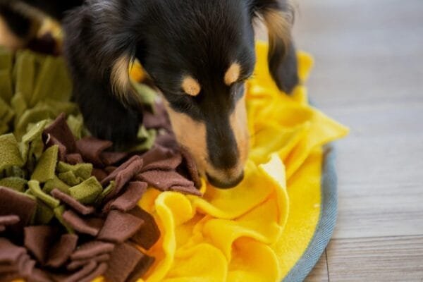 Injoya Sunflower honden snuffelmat Stimuleert de hersenen en zintuigen van jouw hond met deze avocado snuffelmat! De Injoya Sunflower Snuffle Mat is een grote vrolijke snuffelmat, in de vorm van een zonnebloem, waarin je snoepjes kunt verstoppen. Verstop de snoepjes of brokjes tussen de stroken van de mat en jouw hond kan gaan snuffelen. Deze mat zit boordevol met verstopplekken, kortom; een spannende en uitdagende snuffelmat. Honden willen het liefste werken voor hun voer. Een goede manier om dat te doen is door brokjes te verstoppen in een snuffelspeeltje. Op die manier eten ze ook automatisch langzamer, wat weer beter is voor de spijsvertering. Door de grote maat is dit snuffelkleed geschikt voor alle honden, van klein tot groot. Snuffelen en zoeken naar voer is voor honden een ontspannende bezigheid. Ze kunnen zich focussen op 1 taak; snacks zoeken. Het snuffelen en werken voor voer is voor honden natuurlijk gedrag. Na het snuffelen zijn ze voldaan en ontspannen. Tijd voor een pawernap ;)  Tip: verstop de heerlijke snacks van Carniwell in deze leuke snuffelmat, en snuffelen maar! Formaat Injoya Sunflower Snuffle Mat: 48 x 48 x 3 cm. Geschikt voor honden van alle leeftijden. Machine wasbaar op 30 graden. Hoe te gebruiken: Verwijder alle verpakking voor het gebruik. Gebruik de Injoya Sunflower Snuffle Mat voor interactieve speeltijd. Met snuffelspeeltjes speel je samen met jouw hond. Jij verstopt de snacks in het snuffelkleed, jouw hond gaat op zoek en jij helpt waar nodig. Laat jouw hond niet gefrustreerd raken en laat jouw hond op kalme wijze zoeken naar de snackies. Haal het kleed na iedere snuffelsessie weg en berg je het op voor de volgende keer. Het speeltje is niet gemaakt om op te kauwen of aan te trekken. Niet onbeheerd in een bench of kamer achterlaten. Beschadigde of kapotte snuffelspeeltjes weghalen en vervangen. Injoya Hondenspeelgoed Maak kennis met Injoya, het merk dat staat voor kwaliteit, innovatie en eindeloos speelplezier voor uw hond! Injoya hondenspeelgoed is speciaal ontworpen om honden fysiek én mentaal te stimuleren. Van uitdagende snuffelmatten tot interactieve puzzelspeeltjes – elk product van Injoya is gemaakt met oog voor detail en gericht op het vervullen van de natuurlijke instincten van jouw hond. Mentale stimulatie voor honden De interactieve speeltjes van Injoya helpen honden mentaal scherp te blijven door ze uit te dagen en hun probleemoplossende vaardigheden te verbeteren. Het speelgoed is ontworpen om te voldoen aan het natuurlijke speur- en jaaginstinct van jouw hond, wat zorgt voor een voldaan en tevreden gevoel. Snuffelspeelgoed  Het speelgoed van Injoya biedt niet alleen fysiek vermaak, maar stimuleert ook de hersenen van uw hond. Interactieve speeltjes, zoals snuffelmatten en puzzels, dagen uw hond uit om te zoeken, te ruiken en oplossingen te vinden. Dit zorgt voor een voldane en tevreden hond. Natuurlijke Instincten Bevorderen Honden hebben van nature de behoefte om te snuffelen, jagen en problemen op te lossen. Het speelgoed van Injoya speelt perfect in op deze instincten. Zo help je jouw hond op een leuke manier zijn energie kwijt te raken en verveling te voorkomen. Snuffelmat voor honden De snuffelmatten van Injoya zijn ontworpen om de natuurlijke speurinstincten van honden te stimuleren en verveling tegen te gaan. Deze innovatieve matten bieden uw hond niet alleen eindeloos speelplezier, maar ook een waardevolle mentale uitdaging. Door snoepjes of brokjes in de mat te verstoppen, wordt jouw hond gestimuleerd om zijn neus en hersenen te gebruiken om het lekkers te vinden. Dit maakt snuffelmatten een ideaal hulpmiddel voor mentale stimulatie en gedragsverbetering. Populaire Injoya hondenspeelgoed bij A Lot for Doodles Bij A Lot for Doodles vind je een ruim assortiment aan hondenspeelgoed van Injoya. Bijvoorbeeld de Injoya snuffelmatten; ideaal voor het bevorderen van het zoekgedrag en mentale uitdaging. Injoya snuffelspeelgoed; voor honden die van een uitdaging houden en graag met hun pootjes of neus problemen oplossen.De speeltjes van Injoya zijn nog leuker als je er snacks in verstopt! Bij de leukste shop voor jouw hond vind je naast hondenspeelgoed ook overheerlijke natuurlijke snacks. Met het grote assortiment aan onweerstaanbare hypoallergene hondensnacks shop je alles voor een perfecte snuffel pawty! Bestel Injoya honden snuffelspeelgoed bij A Lot for Doodles Bestel je snuffelmatten en het snuffelspeelgoed van Injoya  eenvoudig bij A Lot for Doodles. Heb je vragen over onze producten of advies nodig wat je het beste kunt bestellen? Neem gerust contact met ons op, we helpen je graag verder.