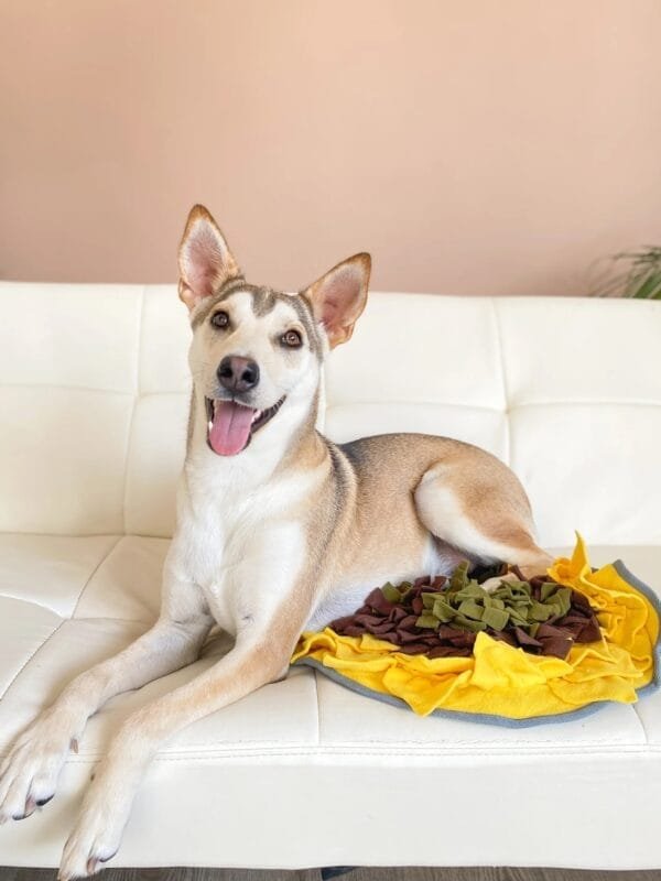 Injoya Sunflower honden snuffelmat Stimuleert de hersenen en zintuigen van jouw hond met deze avocado snuffelmat! De Injoya Sunflower Snuffle Mat is een grote vrolijke snuffelmat, in de vorm van een zonnebloem, waarin je snoepjes kunt verstoppen. Verstop de snoepjes of brokjes tussen de stroken van de mat en jouw hond kan gaan snuffelen. Deze mat zit boordevol met verstopplekken, kortom; een spannende en uitdagende snuffelmat. Honden willen het liefste werken voor hun voer. Een goede manier om dat te doen is door brokjes te verstoppen in een snuffelspeeltje. Op die manier eten ze ook automatisch langzamer, wat weer beter is voor de spijsvertering. Door de grote maat is dit snuffelkleed geschikt voor alle honden, van klein tot groot. Snuffelen en zoeken naar voer is voor honden een ontspannende bezigheid. Ze kunnen zich focussen op 1 taak; snacks zoeken. Het snuffelen en werken voor voer is voor honden natuurlijk gedrag. Na het snuffelen zijn ze voldaan en ontspannen. Tijd voor een pawernap ;)  Tip: verstop de heerlijke snacks van Carniwell in deze leuke snuffelmat, en snuffelen maar! Formaat Injoya Sunflower Snuffle Mat: 48 x 48 x 3 cm. Geschikt voor honden van alle leeftijden. Machine wasbaar op 30 graden. Hoe te gebruiken: Verwijder alle verpakking voor het gebruik. Gebruik de Injoya Sunflower Snuffle Mat voor interactieve speeltijd. Met snuffelspeeltjes speel je samen met jouw hond. Jij verstopt de snacks in het snuffelkleed, jouw hond gaat op zoek en jij helpt waar nodig. Laat jouw hond niet gefrustreerd raken en laat jouw hond op kalme wijze zoeken naar de snackies. Haal het kleed na iedere snuffelsessie weg en berg je het op voor de volgende keer. Het speeltje is niet gemaakt om op te kauwen of aan te trekken. Niet onbeheerd in een bench of kamer achterlaten. Beschadigde of kapotte snuffelspeeltjes weghalen en vervangen. Injoya Hondenspeelgoed Maak kennis met Injoya, het merk dat staat voor kwaliteit, innovatie en eindeloos speelplezier voor uw hond! Injoya hondenspeelgoed is speciaal ontworpen om honden fysiek én mentaal te stimuleren. Van uitdagende snuffelmatten tot interactieve puzzelspeeltjes – elk product van Injoya is gemaakt met oog voor detail en gericht op het vervullen van de natuurlijke instincten van jouw hond. Mentale stimulatie voor honden De interactieve speeltjes van Injoya helpen honden mentaal scherp te blijven door ze uit te dagen en hun probleemoplossende vaardigheden te verbeteren. Het speelgoed is ontworpen om te voldoen aan het natuurlijke speur- en jaaginstinct van jouw hond, wat zorgt voor een voldaan en tevreden gevoel. Snuffelspeelgoed  Het speelgoed van Injoya biedt niet alleen fysiek vermaak, maar stimuleert ook de hersenen van uw hond. Interactieve speeltjes, zoals snuffelmatten en puzzels, dagen uw hond uit om te zoeken, te ruiken en oplossingen te vinden. Dit zorgt voor een voldane en tevreden hond. Natuurlijke Instincten Bevorderen Honden hebben van nature de behoefte om te snuffelen, jagen en problemen op te lossen. Het speelgoed van Injoya speelt perfect in op deze instincten. Zo help je jouw hond op een leuke manier zijn energie kwijt te raken en verveling te voorkomen. Snuffelmat voor honden De snuffelmatten van Injoya zijn ontworpen om de natuurlijke speurinstincten van honden te stimuleren en verveling tegen te gaan. Deze innovatieve matten bieden uw hond niet alleen eindeloos speelplezier, maar ook een waardevolle mentale uitdaging. Door snoepjes of brokjes in de mat te verstoppen, wordt jouw hond gestimuleerd om zijn neus en hersenen te gebruiken om het lekkers te vinden. Dit maakt snuffelmatten een ideaal hulpmiddel voor mentale stimulatie en gedragsverbetering. Populaire Injoya hondenspeelgoed bij A Lot for Doodles Bij A Lot for Doodles vind je een ruim assortiment aan hondenspeelgoed van Injoya. Bijvoorbeeld de Injoya snuffelmatten; ideaal voor het bevorderen van het zoekgedrag en mentale uitdaging. Injoya snuffelspeelgoed; voor honden die van een uitdaging houden en graag met hun pootjes of neus problemen oplossen.De speeltjes van Injoya zijn nog leuker als je er snacks in verstopt! Bij de leukste shop voor jouw hond vind je naast hondenspeelgoed ook overheerlijke natuurlijke snacks. Met het grote assortiment aan onweerstaanbare hypoallergene hondensnacks shop je alles voor een perfecte snuffel pawty! Bestel Injoya honden snuffelspeelgoed bij A Lot for Doodles Bestel je snuffelmatten en het snuffelspeelgoed van Injoya  eenvoudig bij A Lot for Doodles. Heb je vragen over onze producten of advies nodig wat je het beste kunt bestellen? Neem gerust contact met ons op, we helpen je graag verder.