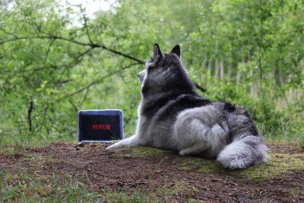 PawStory Petflix - Interactief Hondenspeelgoed met pieper Petflix en chill! Met de PawStory Petflix kan je hond genieten van zijn eigen speelse “filmavond”. Dit unieke hondenspeeltje, in de vorm van een laptop,  zorgt niet alleen voor urenlang speelplezier, maar stimuleert ook de zintuigen van je hond. Dit speeltje is uitgerust met een ingebouwde pieper die je hond aanmoedigt om actief te spelen. Verstop wat koekjes in de laptop en laat je hond heerlijk snuffelen en zoeken naar de verborgen traktatie! Kenmerken PawStory Petflix: Interactief ontwerp: Laptop met petflix thema, perfect om koekjes in te verstoppen en je hond te laten snuffelen. Ingebouwde pieper: Houdt je hond betrokken en moedigt actief spelen aan. Zacht en duurzaam materiaal: Stevig genoeg voor lange speelsessies, maar zacht voor de tanden van je hond. Perfect voor spelen, snuffelen en knuffelen: Ideaal voor apporteerspelletjes of gewoon als gezellig knuffelmaatje. Verstop wat snacks in de laptop en bevorder de mentale skills van jouw hond. Met de PawStory Petflix krijgt je hond niet alleen een leuk speeltje, maar ook een uitdaging waarbij hij kan snuffelen en snackies kan zoeken. Dit stimuleert het natuurlijke instinct van je hond en zorgt voor mentale en fysieke stimulatie. Geweldig voor alle hondengroottes, maar niet bedoeld voor kauwers. Verwen je hond vandaag nog met de PawStory Petflix en maak van elke dag een "Petflix en chill" moment!  Afmeting PawStory Netflix: 25 x 18 x 4 cm (ingeklapt) Materiaal: 99% polyester, 1% kunststof (pieper en cellofaan) Ook zo dol op het hondenspeelgoed van PawStory? Je vindt > hier < al het speelgoed van PawStory! Let op: Er is geen enkel hondenspeelgoed in de wereld wat niet kapot kan. Ondanks de algehele stevigheid van het speelgoed, zou het kapot kunnen gaan. Op hondenspeelgoed zit geen garantie. Kies dus het juiste soort speeltje voor jouw hond zijn kauw- en speelbehoefte. Haal kapotte speeltjes meteen weg en laat jouw hond alleen spelen onder toezicht. Over PawStory Hondenspeelgoed PawStory is een jong en dynamisch bedrijf gespecialiseerd in hondenspeelgoed en opgericht in 2021. Ze hebben oog voor mooi design en actuele trends. Ze ontwerpen originele en grappige hondenspeeltjes van goede kwaliteit. PawStory dogtoys Bij PawStory laten ze de hondenspeeltjes produceren bij een hondenspeelgoed fabrikant die al meer dan 20 jaar actief is voor grote merken. PawStory Hondenspeelgoed Het is de missie van PawStory om steeds kleine collecties uit te brengen, zodat ze kunnen inspelen op actuele trends om zo hun collectie te kunnen verbreden. Bij A Lot for Doodles vind je alle collecties van Pawstory. Waarom kiezen voor PawStory? Origineel en speels design Het hondenspeelgoed van PawStory is ontworpen om zowel honden als baasjes blij te maken. De vrolijke en grappige ontwerpen – van leuke snackspeeltjes zoals de "Puppy Meal" tot de game collectie – maken het spelen extra leuk. Geschikt voor elke hond Van kleine pups tot grote honden, PawStory biedt een breed scala aan speelgoed voor elke maat. Van zachte knuffels tot interactief hondenspeelgoed – er is altijd iets te vinden dat perfect aansluit op de behoeften van jouw viervoeter. Bekend van Instagram Als jij honden volgt via Instagram, dan kan het niet missen dat je de PawStory hondenspeeltjes wel eens voorbij hebt zien komen. Niet zo gek want de grappige speeltjes zijn perfect voor een geweldige foto samen met jouw hond. Vergeet je A Lot for Doodles niet te taggen op Instagram? Bestel PawStory bij de leukste webshop voor honden In onze webshop vind je een uitgebreid aanbod van het nieuwste PawStory-hondenspeelgoed. Of je nu een nieuw speeltje zoekt voor dagelijkse ontspanning of een speciaal cadeau voor je hond, PawStory biedt de perfecte combinatie van kwaliteit en creativiteit. Heb je vragen over onze producten of advies nodig wat je het beste kunt bestellen? Neem gerust contact met ons op, we helpen je graag verder. Geef jouw hond het beste en bestel vandaag nog PawStory-speelgoed voor eindeloos speelplezier!